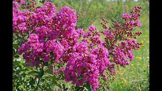 TOUT SAVOIR SUR LE LILAS D’ÉTÉ ET BIEN LE TAILLER Lagerstroemia [upl. by Nylodnarb]