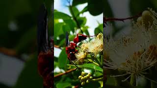 Silky Digger Wasp Sphex sericeus nature animals insects wasp reaction insectbehavior [upl. by Sidonnie603]