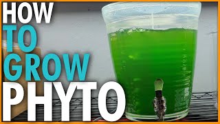 How to grow Phytoplankton from an existing culture [upl. by Kotta]