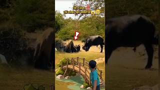 lion vs bison wild animals fight competition [upl. by Swart]