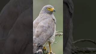 🦅 El Gavilán Caminero La elegancia con alas gavilan biodiversidad aves youtubeshorts [upl. by Cappella]