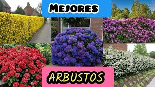 CERCOS VIVOS con Flores de bajo mantenimiento  Low maintenance shrubs [upl. by Lletnuahs]