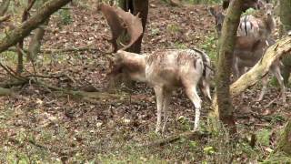 Vechtende herten fighting and burling deer [upl. by Oswald918]