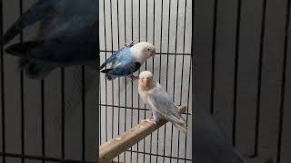 Blue Opaline palefellow and violet Opaline lovebirds [upl. by Clare]