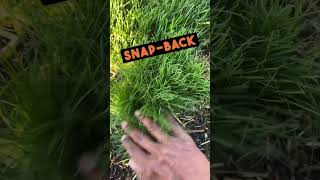 Spreading Fescue Grass Plugs shorts [upl. by Wadlinger]