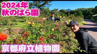 【秋のばら園】2024年の京都府立植物園の秋バラを解説【バラ担当職員 船木啓祐】 [upl. by Wiskind]