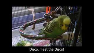 Disco the Parakeet Kissed a Cheeseburger [upl. by Aihtekal]