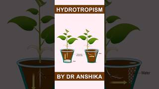 Hydrotropism Explained  How Plants Respond to Water  Plant Tropic Movements [upl. by Newmann334]