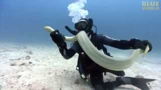 Diver Catches Venomous Sea Snake [upl. by Kristal]