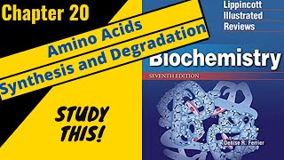 Lippincotts Biochemistry Review Chapter 20 Amino Acids Degradation and Synthesis  Study This [upl. by Raknahs256]