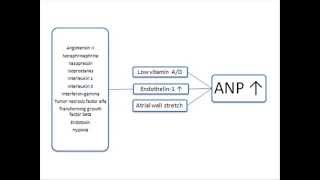 Factors that increase Atrial Natriuretic Peptide ANP secretion [upl. by Hillyer900]