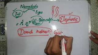 nematodes lecture nematodes 2 🦎🦎🦎 general characteristics nematodes introduction parasitology [upl. by Galen]