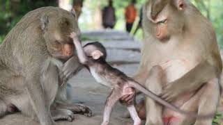 mom playing with son monkey baby cute [upl. by Milissent608]