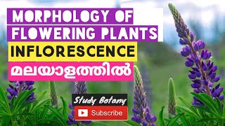 THE INFLORESCENCE  RACEMOSE CYMOSE MORPHOLOGY OF FLOWERING PLANTS PLUS ONE BIOLOGY MALAYALAM 6 [upl. by Nimajaneb]