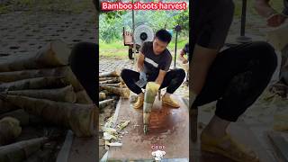 Bamboo shoots harvest artifacts a cut very tender。竹筍收穫神器：一削即得，鮮嫩無比 [upl. by Sarene]