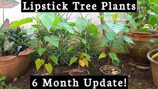 Lipstick Tree Plants 6Month Update [upl. by Cinimod]