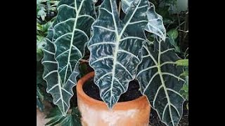 Alocasia Polly Alocasia Amazonica Care Soil Mix and repotting ideas dishanzfloranfauna [upl. by Yehudi916]